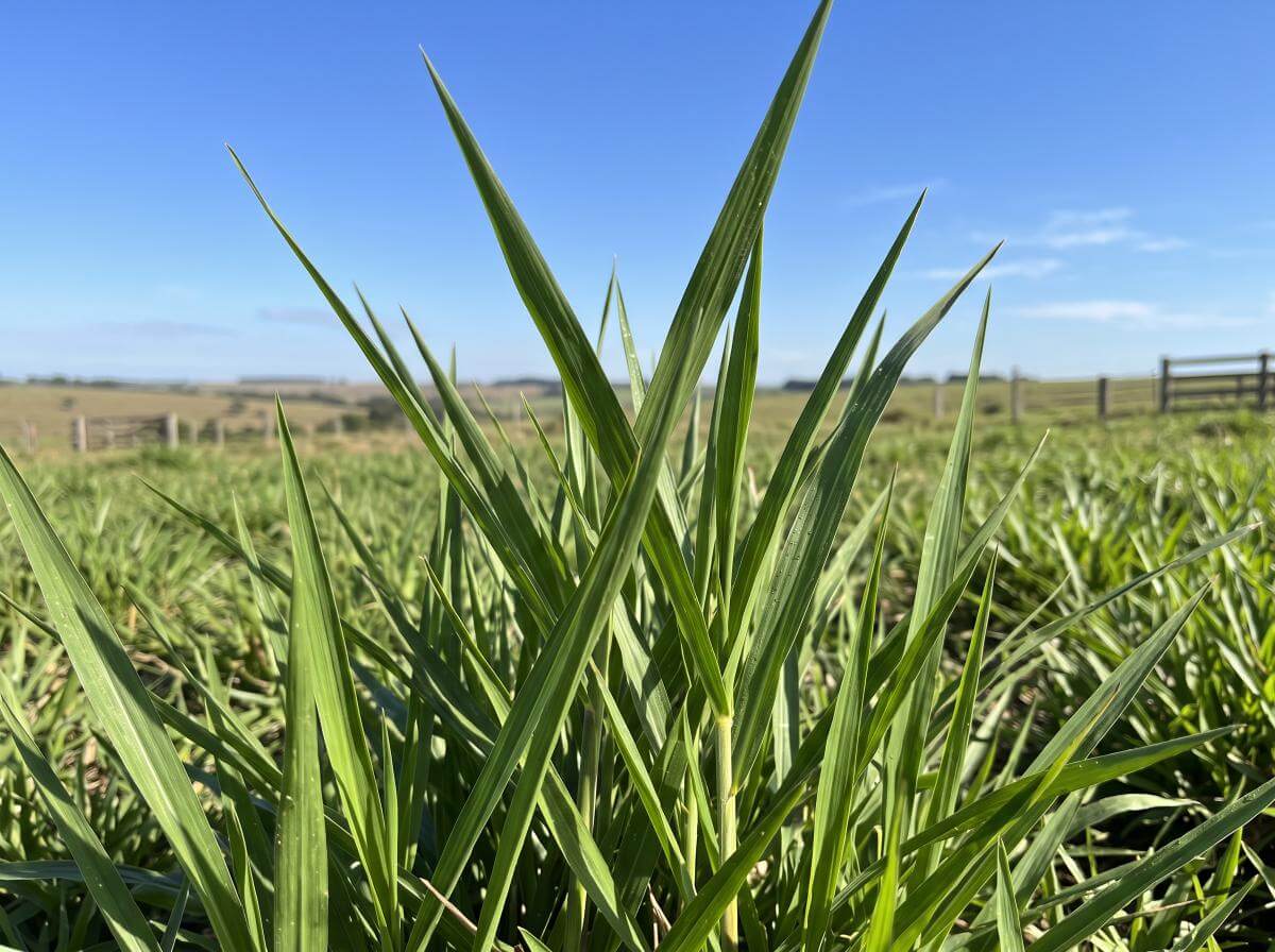 Capim marandu formado no pasto